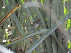 Uropsila leucogastra