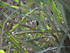 Uropsila leucogastra