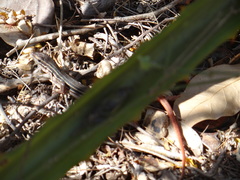 Aspidoscelis angusticeps