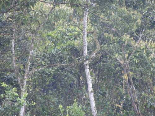 Golden-headed Quetzal