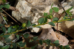 Andrachne telephioides