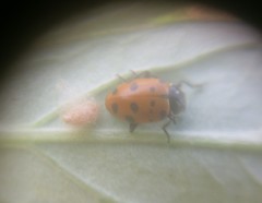 Dinocampus coccinellae