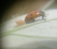 Dinocampus coccinellae