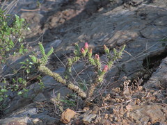 Opuntia parviclada