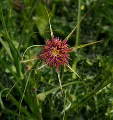 Tragopogon coelesyriacus