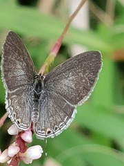 Eicochrysops hippocrates