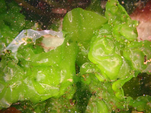 Lattughe di mare