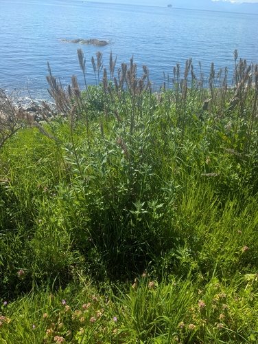Artemisia suksdorfii, photograph 4
