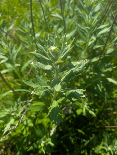 Artemisia suksdorfii, photograph 5