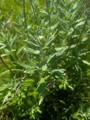Artemisia suksdorfii, photograph (c) Simone Littledale, some rights reserved (CC BY)