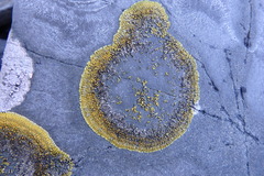 Polycauliona brattiae