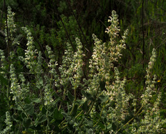 Salvia dominica
