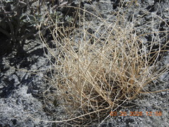 Astragalus tricarinatus