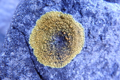 Polycauliona brattiae
