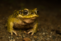 Rhinella atacamensis