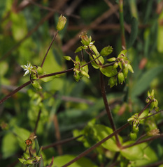 Stellaria cupaniana