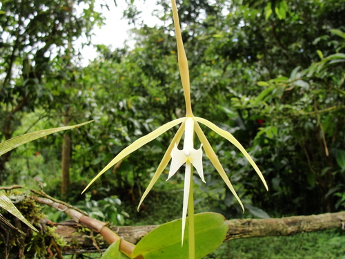 Epidendrum macroophorum, photograph 2