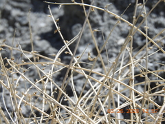 Astragalus tricarinatus