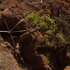 Dendroseris neriifolia