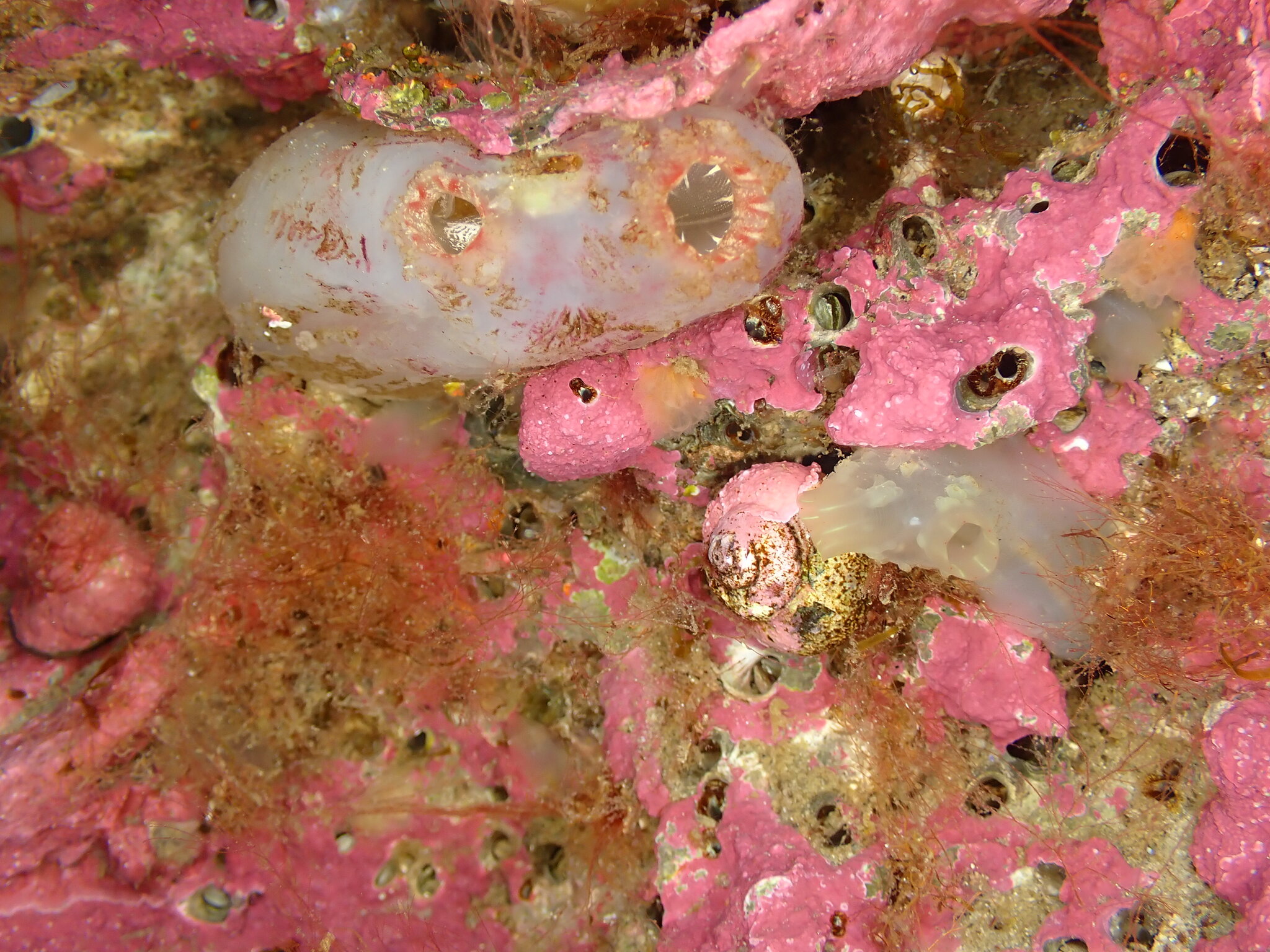 Ascidiella aspersa (Müller, 1776)
