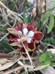 Costus arabicus