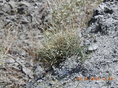 Astragalus tricarinatus