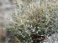 Astragalus tricarinatus