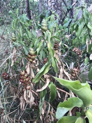 Costus arabicus