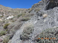 Astragalus tricarinatus