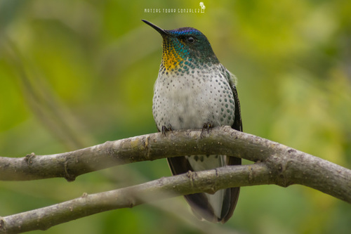 Juan Fernandez Firecrown
