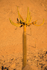 Browningia candelaris