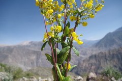 Calceolaria angustiflora