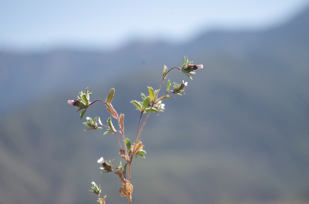 Chaetanthera peruviana