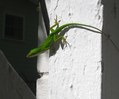 Anolis carolinensis
