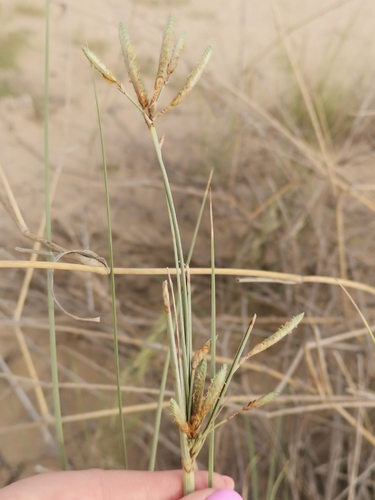 Cyperus conglomeratus observed 2026-04-25