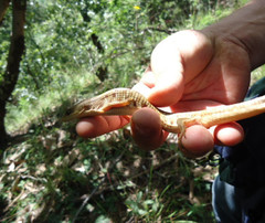Gerrhonotus liocephalus