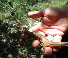 Gerrhonotus liocephalus