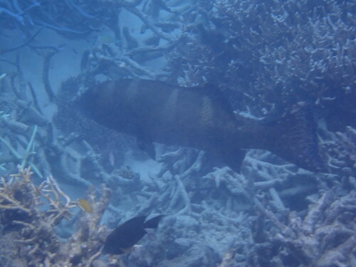 Plectropomus laevis