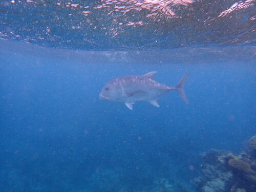 Caranx ignobilis
