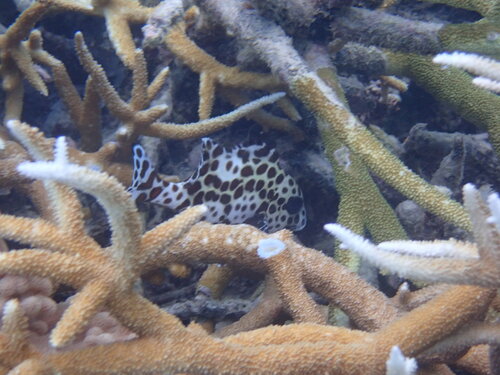 Plectorhinchus chaetodonoides