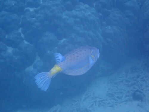 Ostracion cubicum
