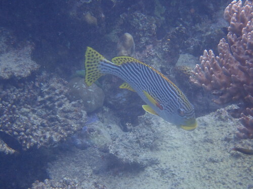 Plectorhinchus lineatus