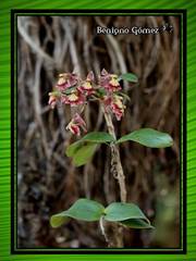 Epidendrum radioferens