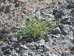 Astragalus tricarinatus