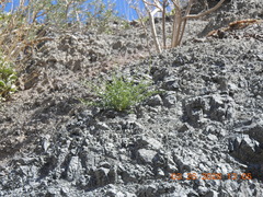 Astragalus tricarinatus