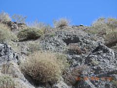 Astragalus tricarinatus