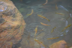 Rasbora dandia