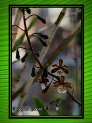 Prosthechea varicosa