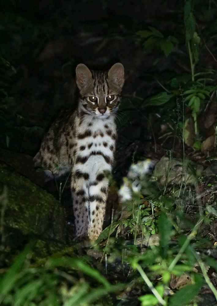 Mainland Leopard Cat from Xinjin County, Chengdu, Sichuan, China on May ...