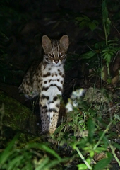 Prionailurus bengalensis